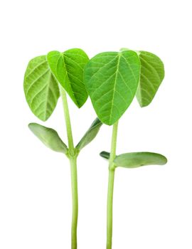 Two soy plants isolated on white background