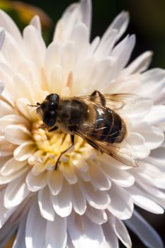 White chrysanthemum and bee