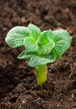 Young potato plant growing on the vegetable bed 