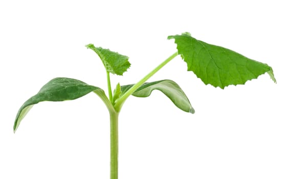 Pumpkin seedling on white background