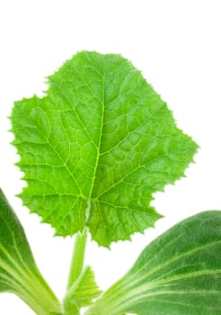 Pumpkin seedling on white background