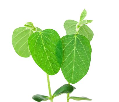 Two soy plants isolated on white background