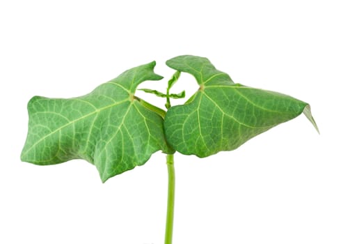 Small beans plant isolated on white