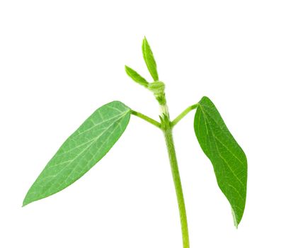 Soy plant isolated on white background