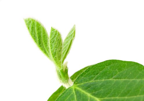 Soy plant isolated on white background