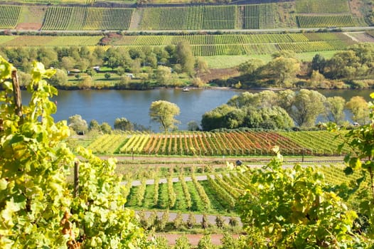 autumn in the vineyards near Reil and Pünderich on the Moselle