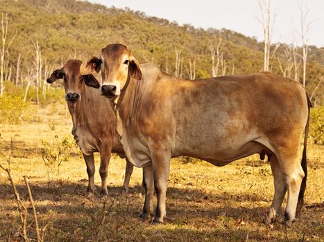 Two brahman zebu cows in Australian beef cattle country on ranch