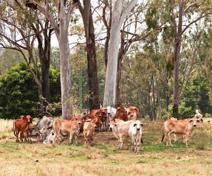 Australian cattle country herd of brahman cows by large eucalyptus gum trees landscape