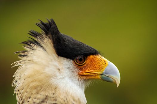 Closeup portrait of the face of a caracara bird of prey
