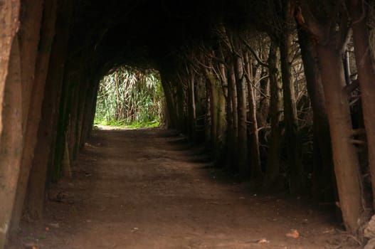 Shady passage leading through trees