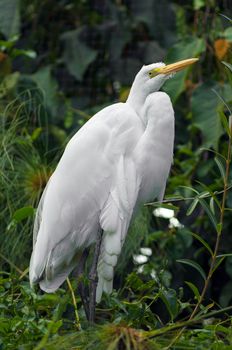 Great white heron, or egret, in marshland