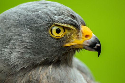 Closeup portrait of the face of a roadside hawk