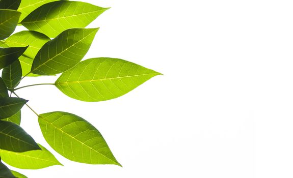 Green leaf on white background