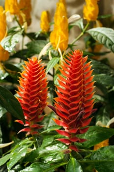 Beautiful view of red and yellow tropical flowers in Colombia