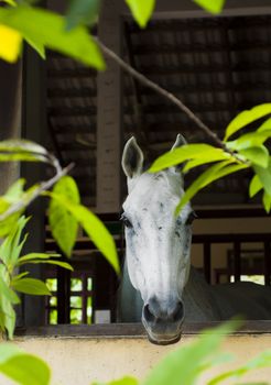 Horse at stable