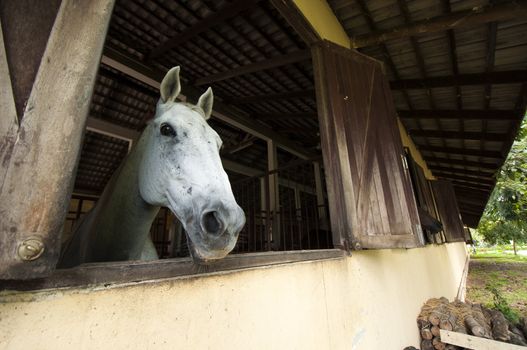 Horse at stable