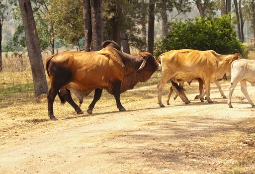 Brown Zebu brahman bull stud ready to mate following cow across road in Australian cattle country
