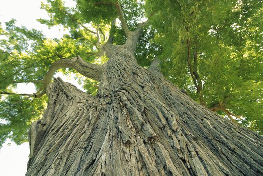 powerful green elm tree at summer time; focus on foreground trunk