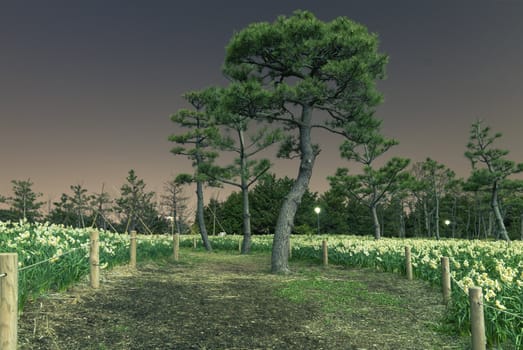 night field of narcissus flowers around pine tree in japanese park