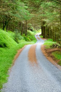 Scenic winding road through green forest in Scotland
