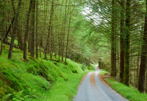 Scenic winding road through green forest in Scotland