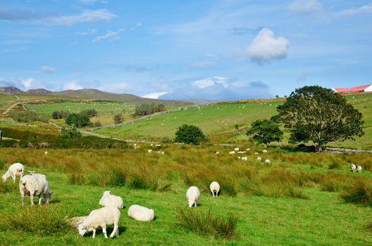 Sheeps at a pasture in Scotland