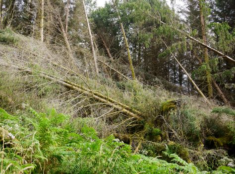 Uprooted tossed and broken trees in a forest after storm