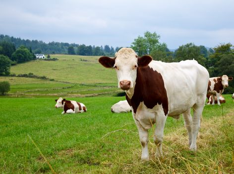 Young bull standing at a pasture in Scotland