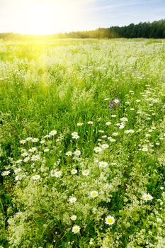 Summer forest meadow with daisy flowers