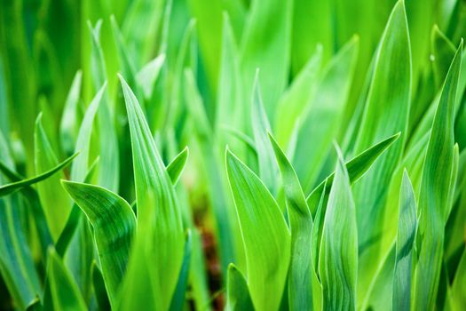 Green leaves close-up natural background