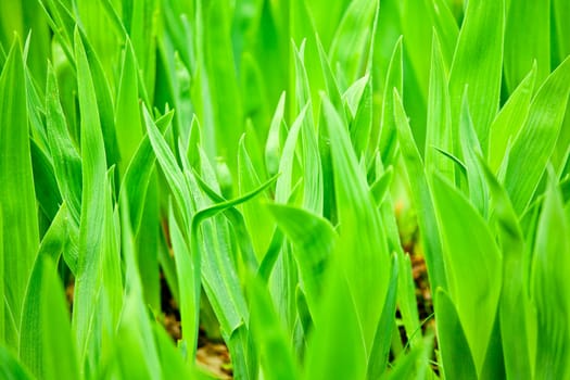 Green leaves close-up natural background