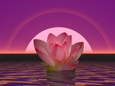 Pink lily flower on water in front of moon or sun with halos