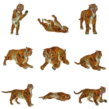 Set of nine big beautiful tiger poses in white background