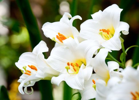 White Easter Lily flowers in a garden, shallow DOF