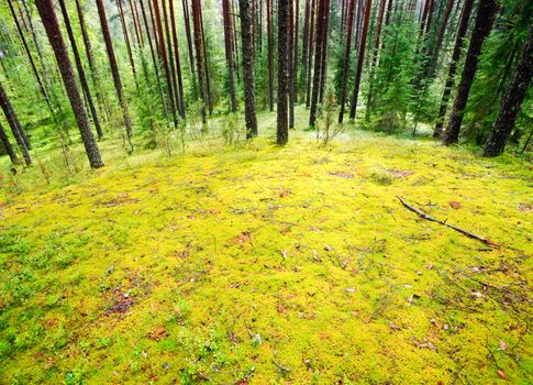 Mossy meadow at pinewood after rain