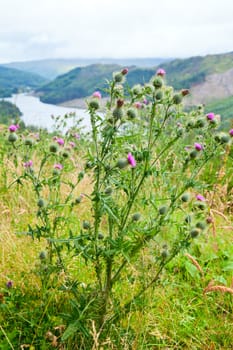 Scotland's floral emblem the thistle