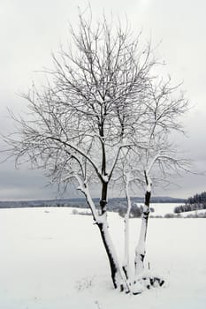 Shot of the solitary snowy tree