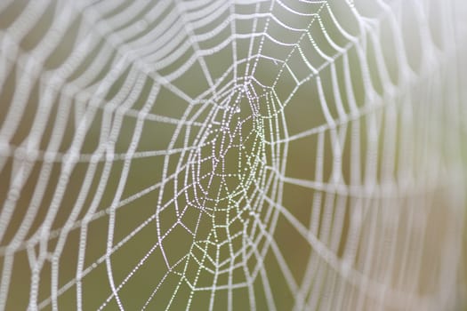 Close-up of the spider web wet with dew