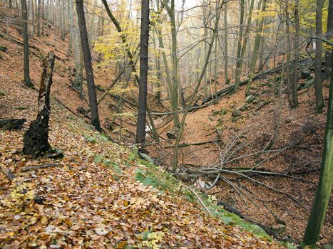 Forest - beech wood in the autumn 