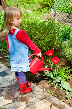 Little girl watering red tulip with red watering can