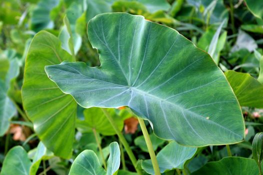 a close view of a big taro leaf