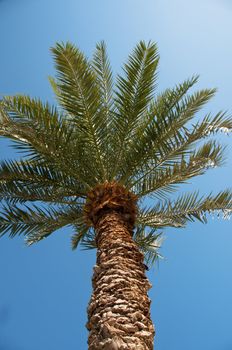 Date-palm photographed from the bottom point against the blue sky