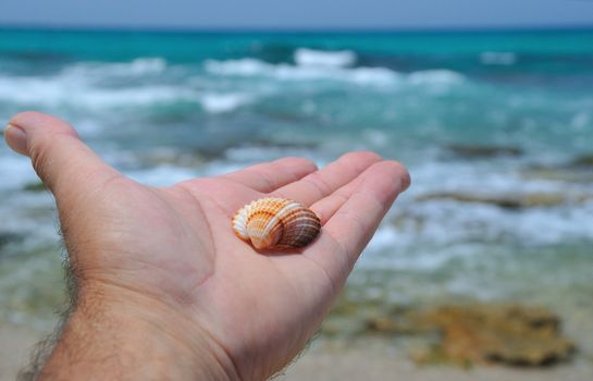The hand with the seashell as a symbol of the sea  outstretched towards the sea