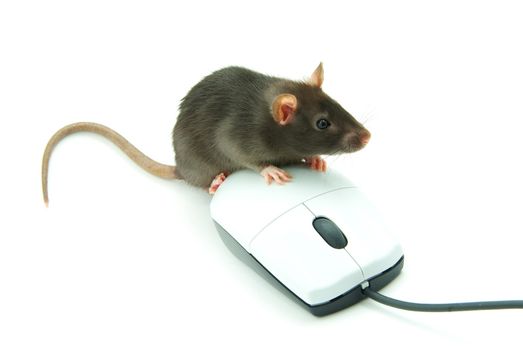 Rat and a computer mouse on white background