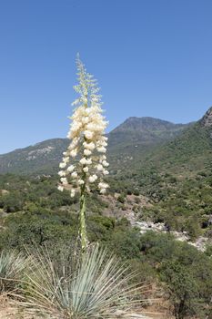 Hesperoyucca whipplei  is a species of flowering plant native to southern California