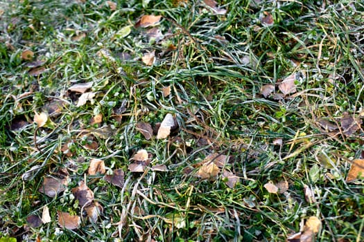 Frost on the green and brown autumn leaves
