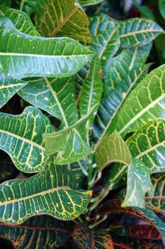 Beautiful leafs of tropical croton plants