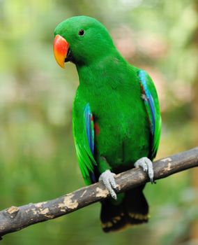 Beautiful green eclectus parrot bird