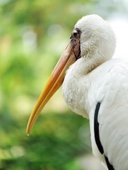 Stork bird close up