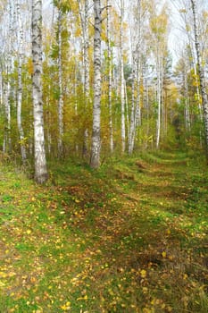 Footpath in autumn birch grove